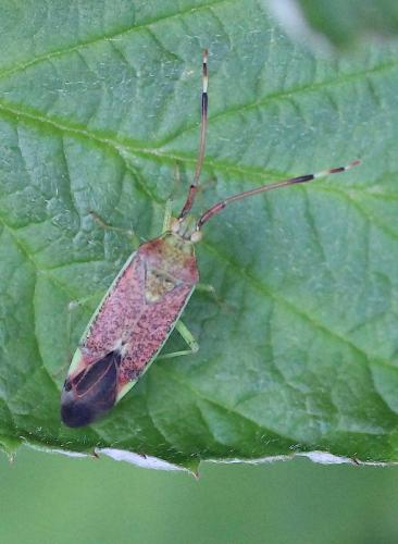Pantilius tunicatus